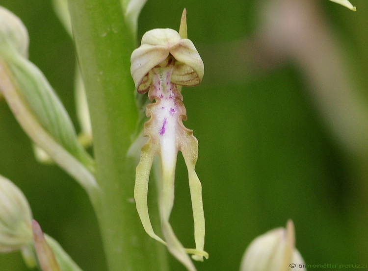 Himantoglossum adriaticum albino